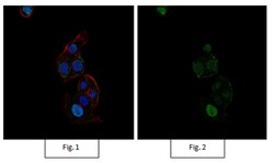 MilliporeSigma Rabbit anti-Sox9, Alexa Fluor 488, Polyclonal, 100&mu;L;